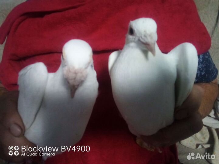 Голуби почтовые, спортивные