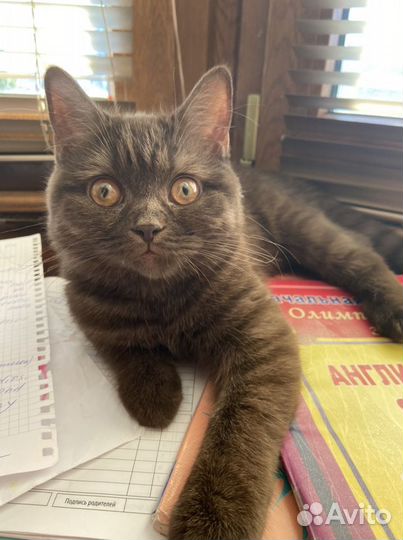 Шотландская кошка вязка
