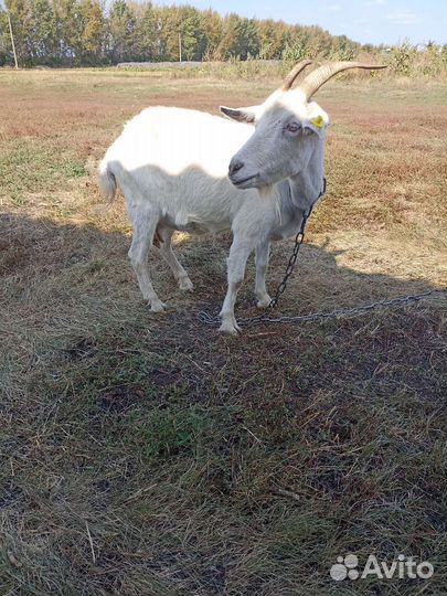 Коза дойная