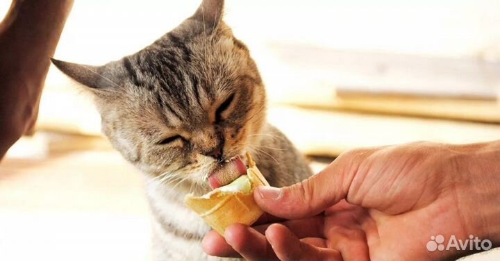 Фасовка мороженого вахта