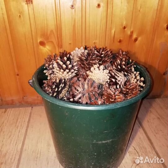 Шишки еловые и сосновые