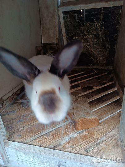 Кролики мясных пород