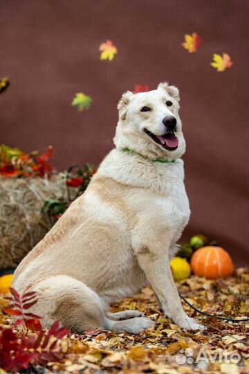 Собака Наоми