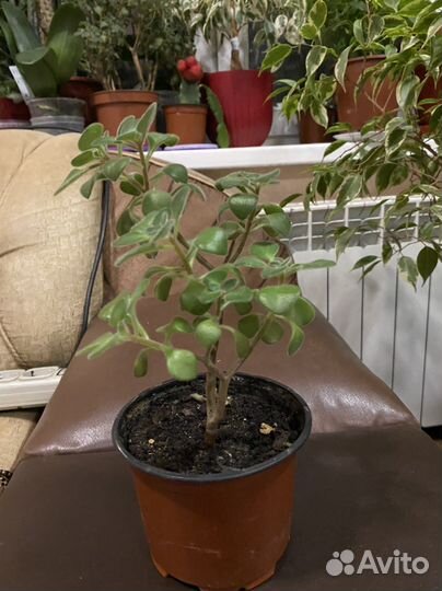 Любовное дерево