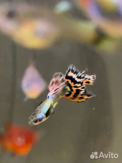 Аквариумные рыбы живородящие