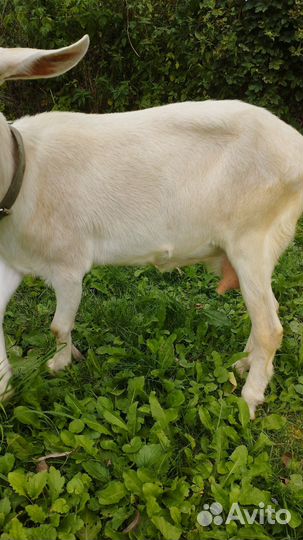 Коза дойная зааненская