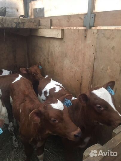 Помесные сементалы