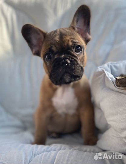 Шикарные французские булечки