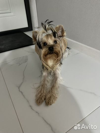 Йоркширский терьер вязка девочка