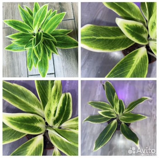 Аглаонемы сортовые, часть 1