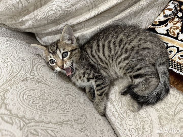 Бенгальские котята