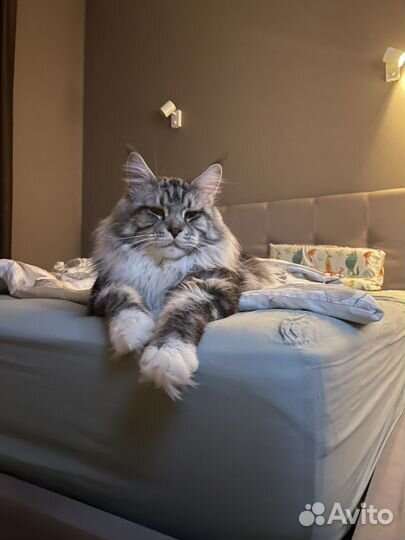 Кот Мейн-Кун