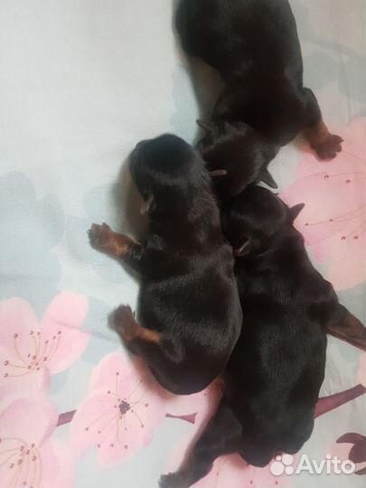 Йоркширский терьер мини беби фейс щенки