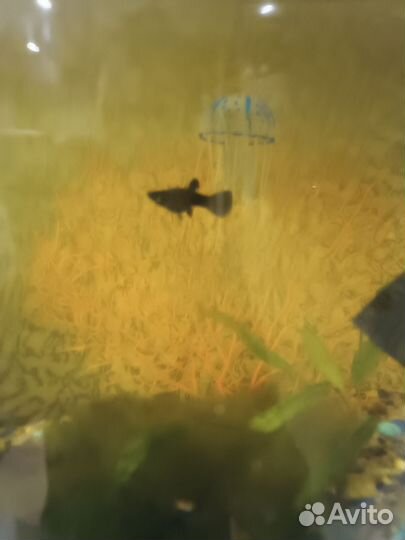 Аквариум с рыбками