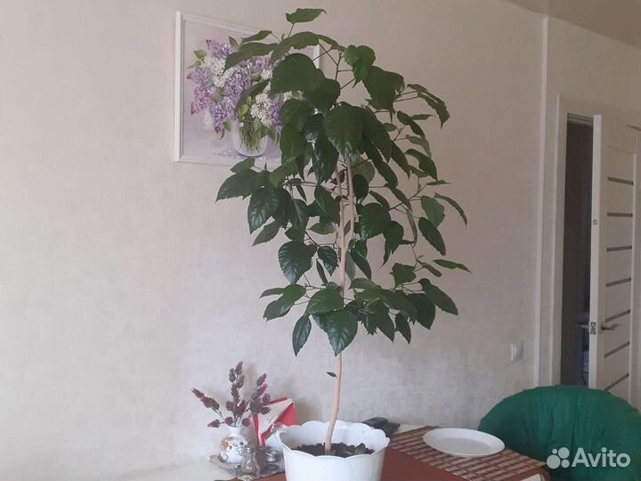 Гибискус китайская роза взрослая 120см