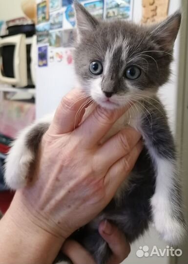 Британские котята