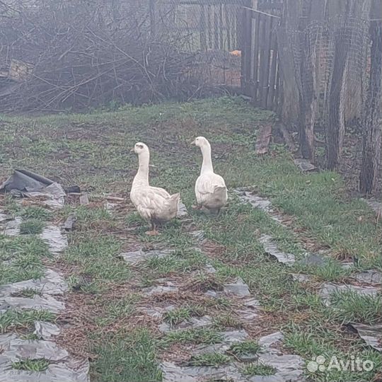 Гуси домашние на племя