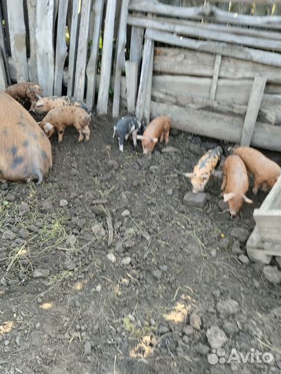 Продам домашних поросят