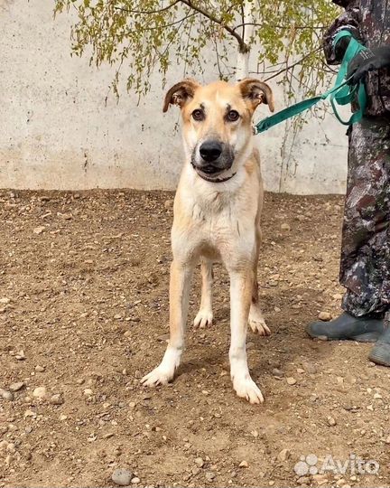 Собака в дом Гриша