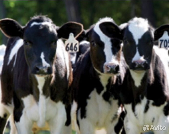 Бычки на доращивание телята
