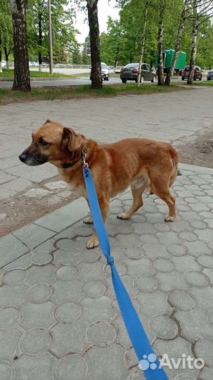 Собака