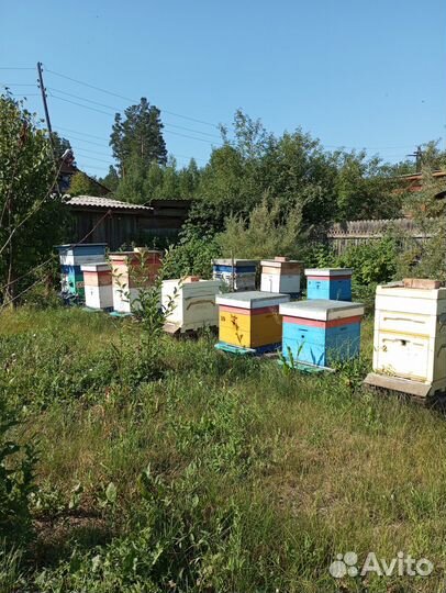 Продам пчёл в Богучанах