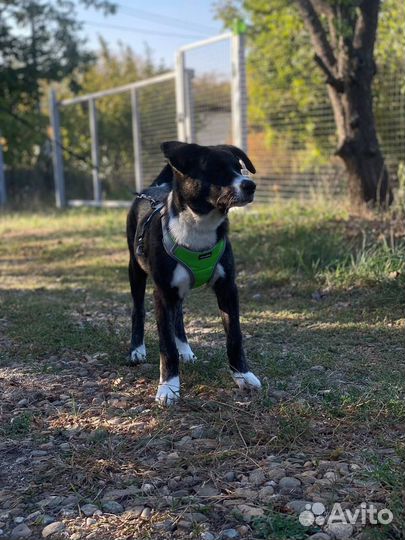 Собака в добрые руки отдам бесплатно