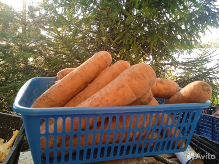 Продам овощи со своего огорода