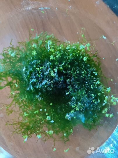 Мох стринг и риччия