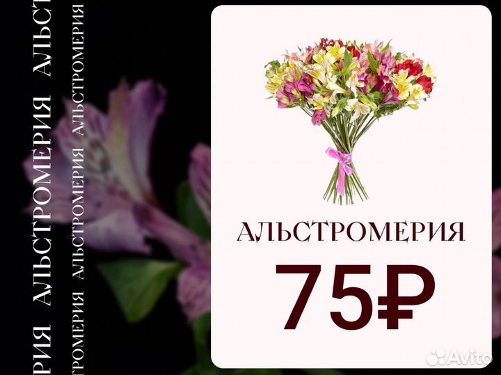 Альстромерия оптом и в розницу