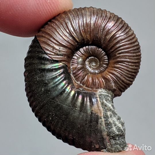 34 мм. Аммонит Acanthoplites. Россия