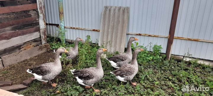 Живая птица: гуси и утки домашние,разных пород
