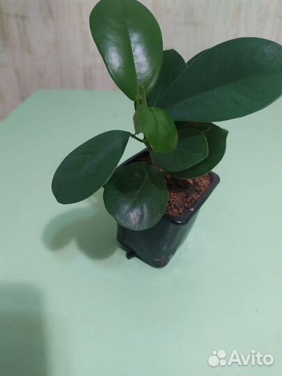 Фикус микрокарпа мокламе