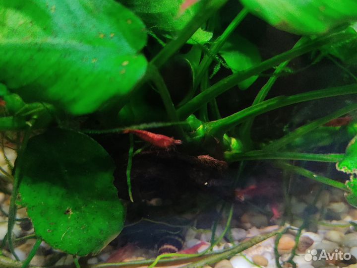 Креветки Вишенки.Улитки Хелены