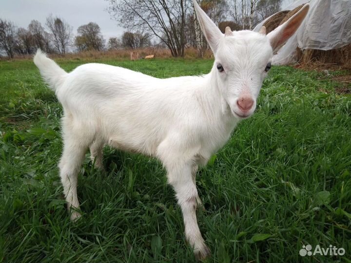 Козленок зааненский
