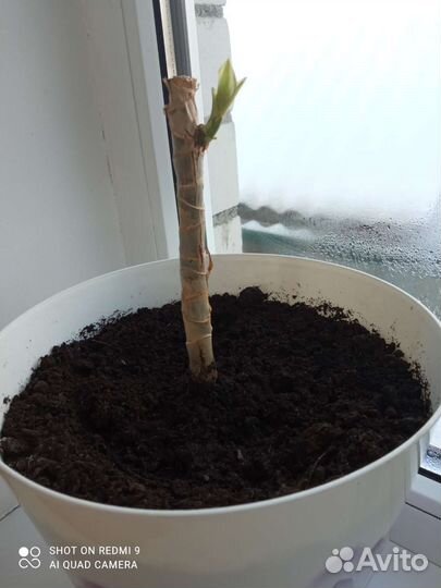 Комнатные растения цветы большие