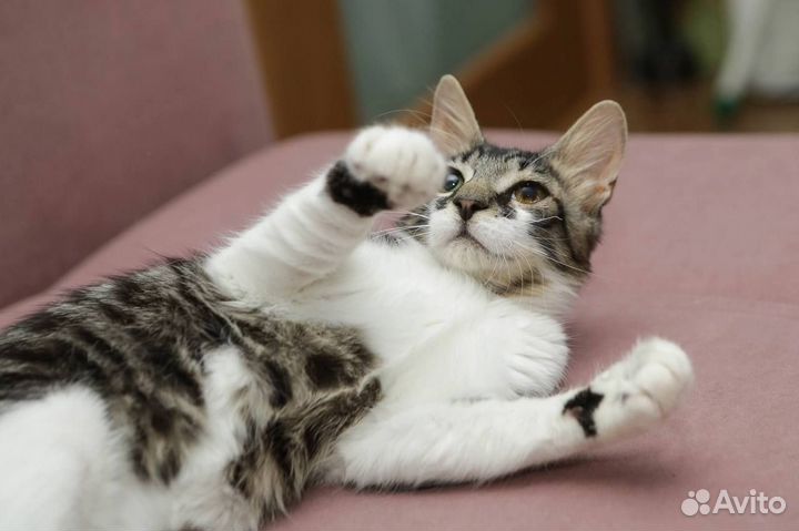Котёнок - мальчик 5 месяцев