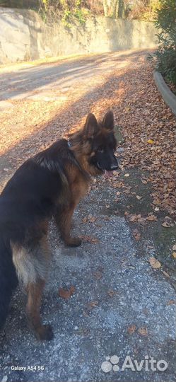 Собака немецкая овчарка