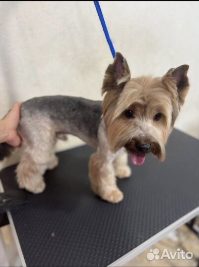 По уходу за животными