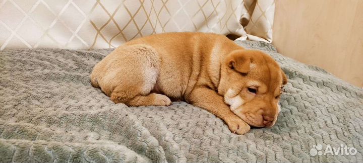 Щенки шарпей