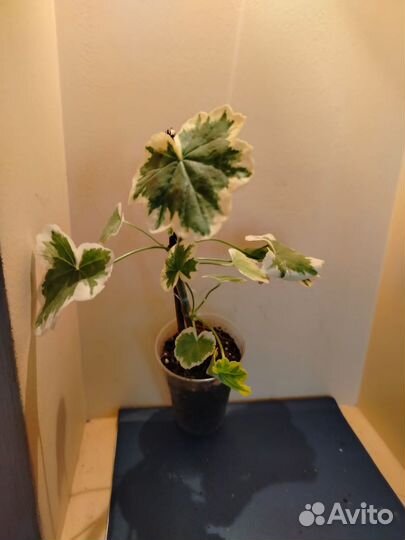 Герань душистая и пёстрая