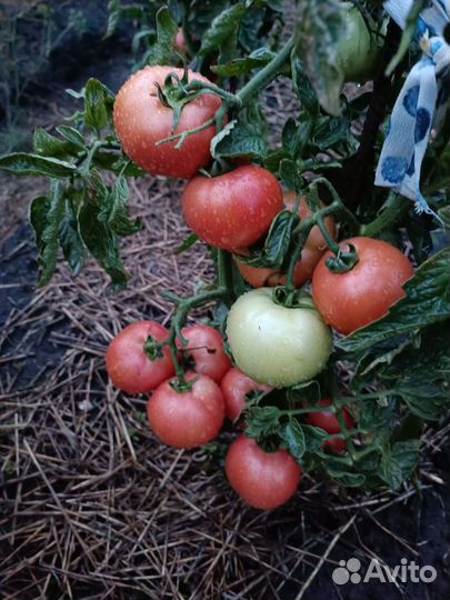 Помидоры