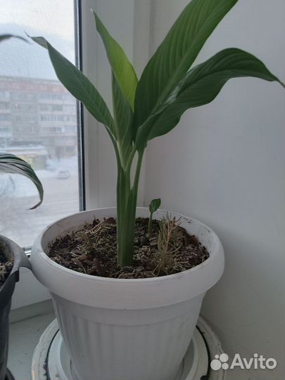 Спатифиллум