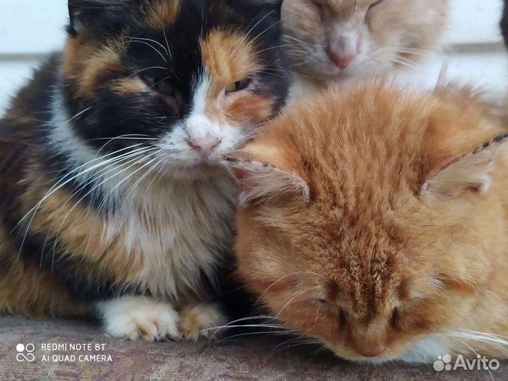 Кошка в дар бесплатно