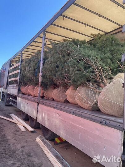 Пихта Корейская, крупномер