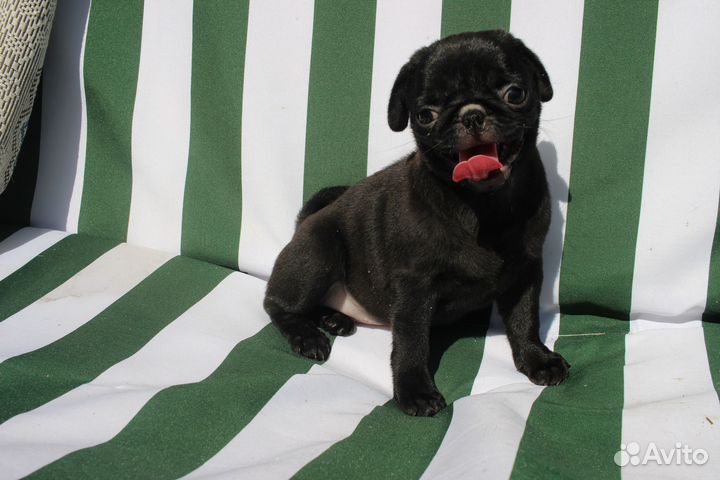 Щенки мопса чёрные