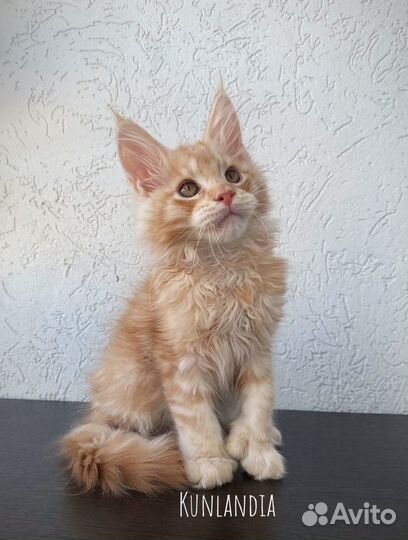 Котята мейн-кун