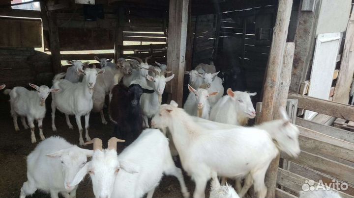 Продаю коз баранов