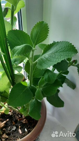 Мята домашняя