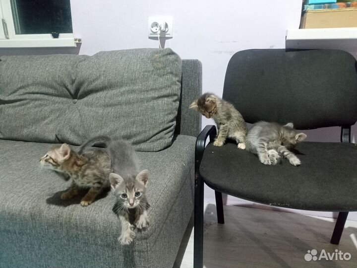 Котята в добрые руки бесплатно